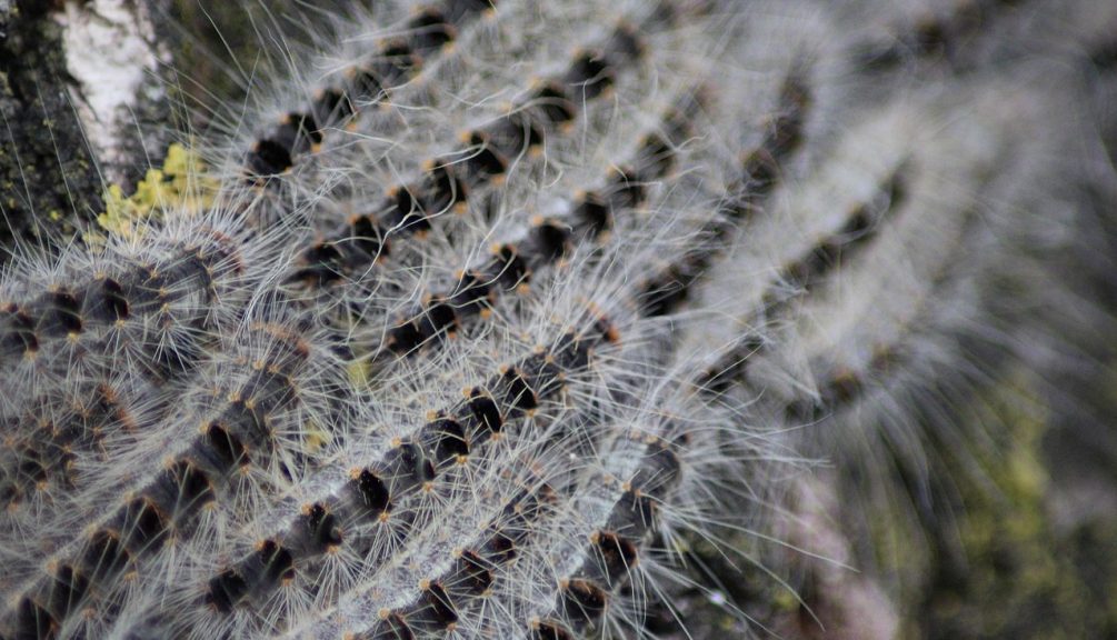 chenilles processionnaires